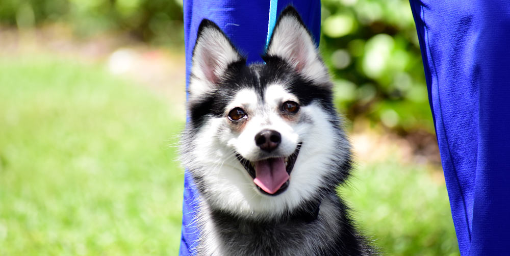 Puppy Care at Jupiter Animal Hospital in Jupiter Florida