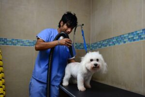 Groomer in Jupiter FL